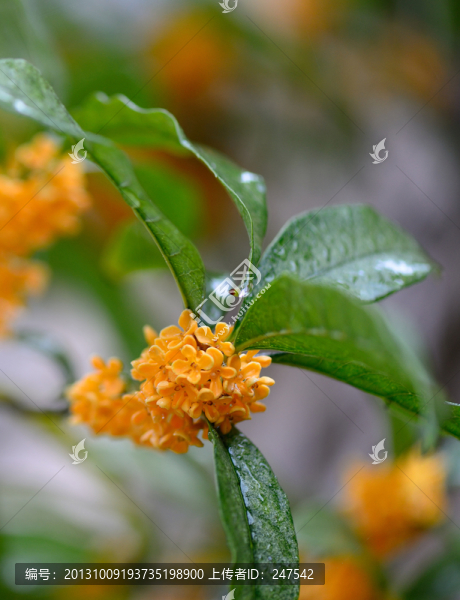 桂花