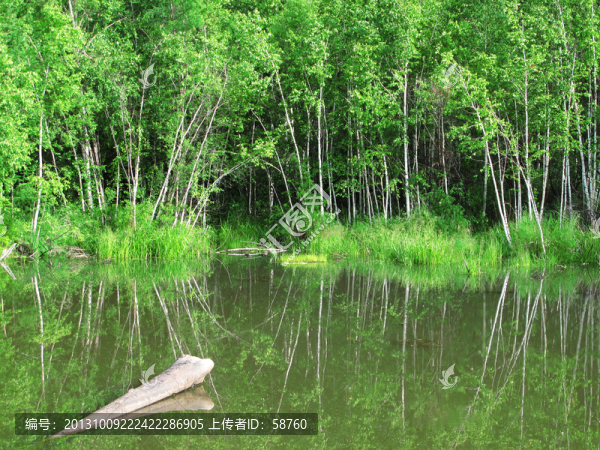 湖泊白樺樹(shù)