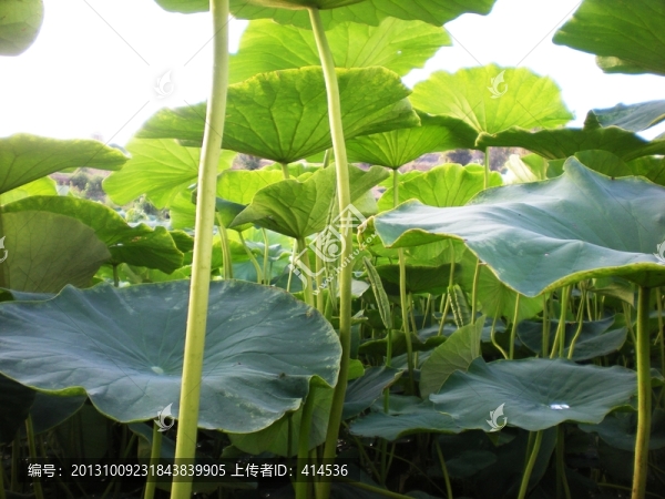 夕陽荷塘