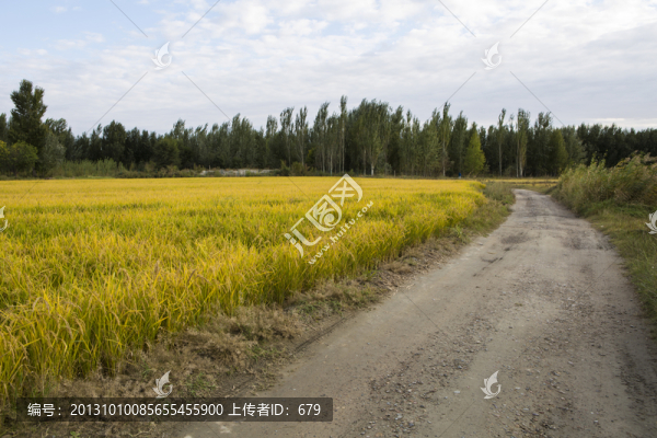 田間小路