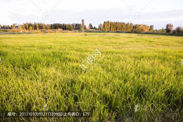 稻田地,,,秋收