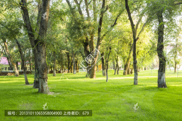 綠樹林,,草坪