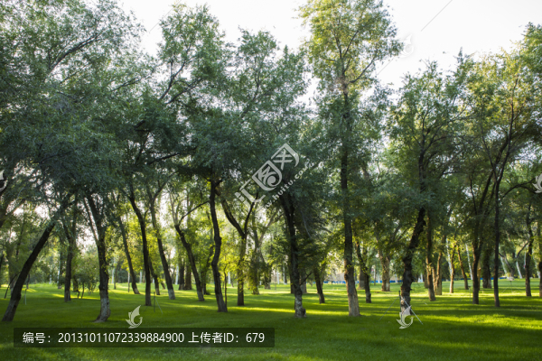樹(shù)林,,草坪