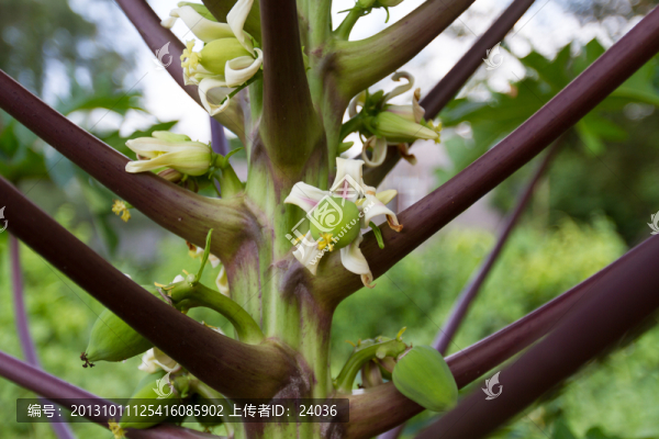 木瓜花