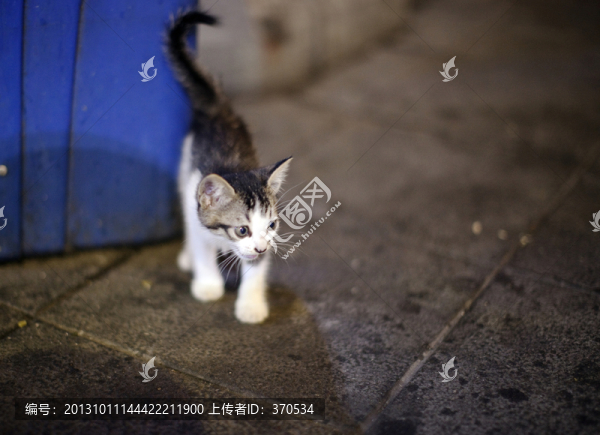 小貓