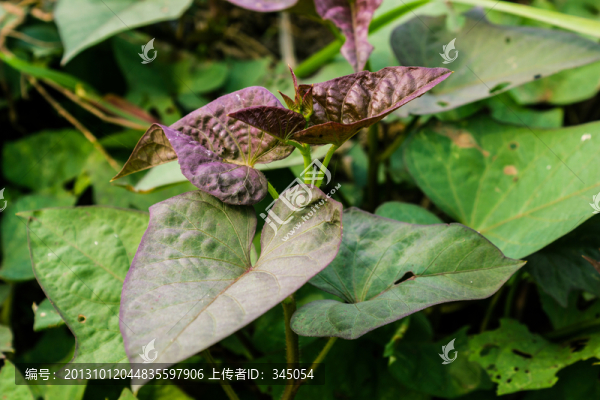 地瓜藤蔓