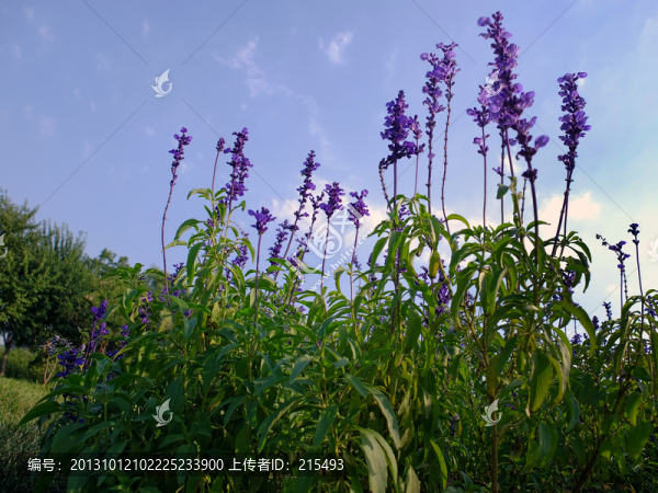 薰衣草,紫色,鮮花,綠葉,花朵