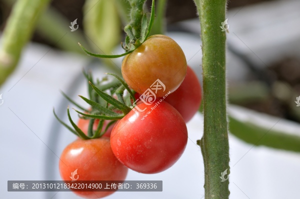 藤上的西紅柿