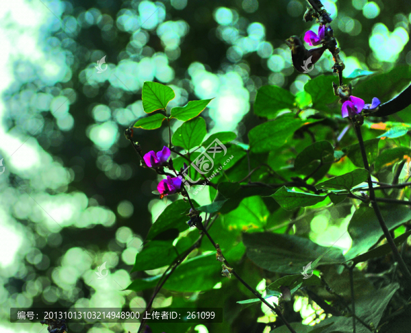 枝葉,花草,果實(shí),可放大素材