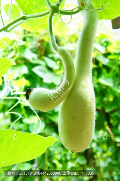 瓜果蔬菜