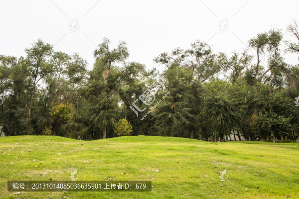 草坪,樹林