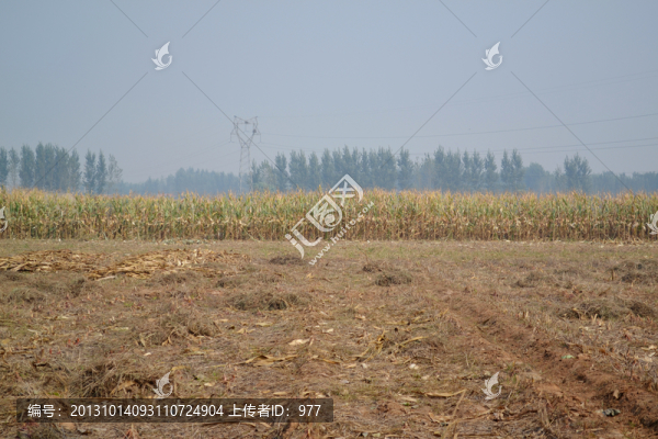 農(nóng)田,玉米地