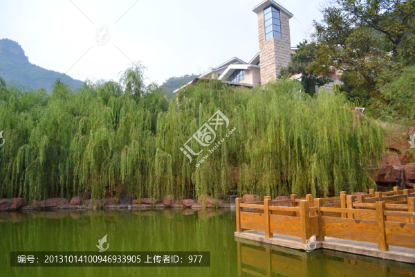 綠樹,柳樹