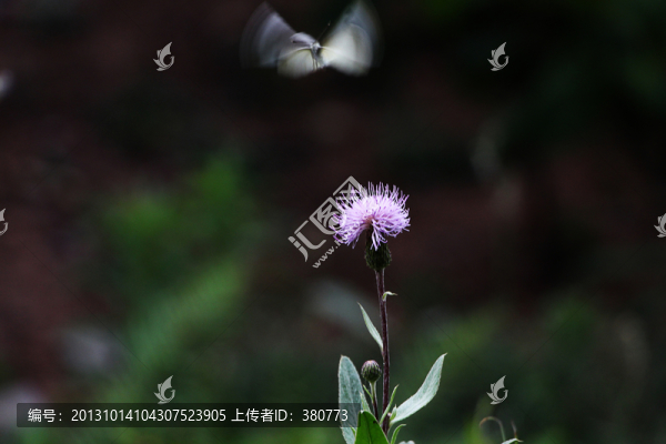 蝴蝶,鮮花,蝶戀花