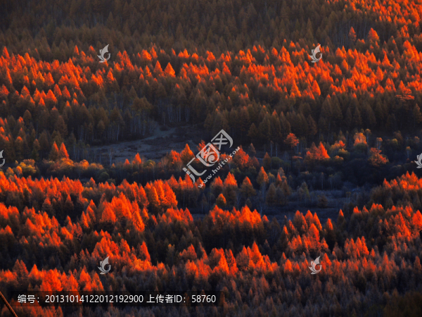 朝陽映紅森林