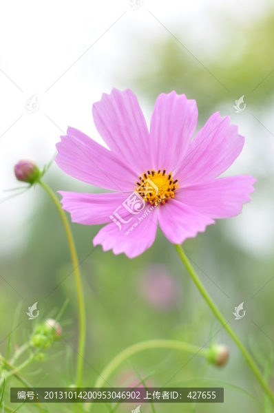花朵