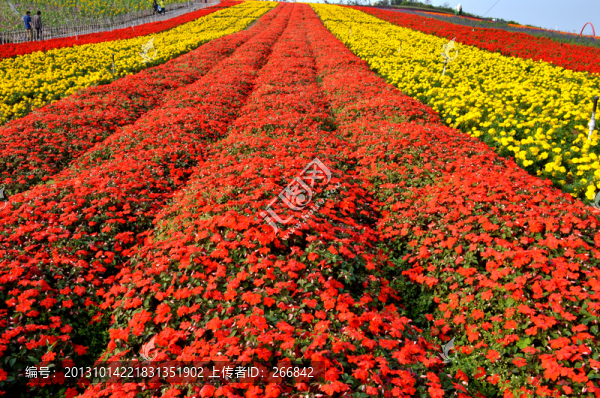 小紅花