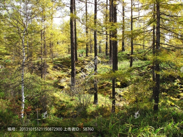 阿爾山,熔巖臺地森林