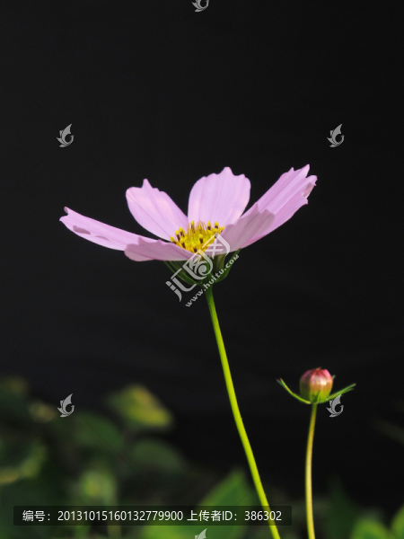 波斯菊