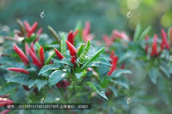 辣椒