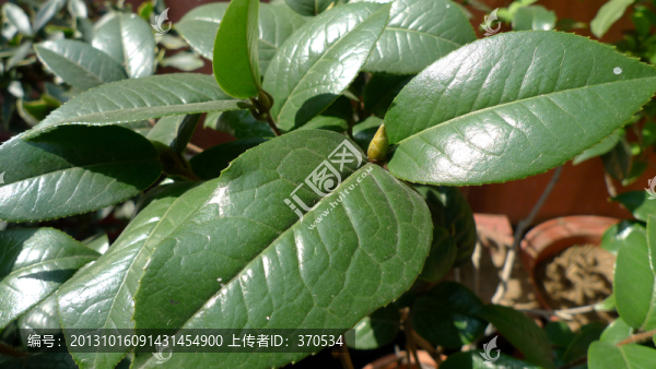 植物,盆栽,綠植,花卉,時尚