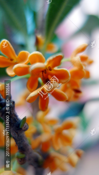 植物,盆栽,綠植,花卉,時(shí)尚