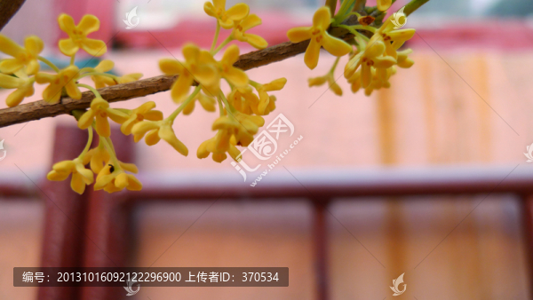 植物,盆栽,綠植,花卉,時尚