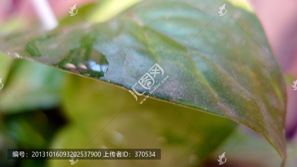植物,葉子,盆栽,綠植,花卉