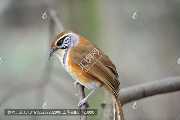 鳥