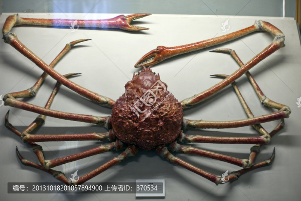 上海自然博物館,海洋生物,標本