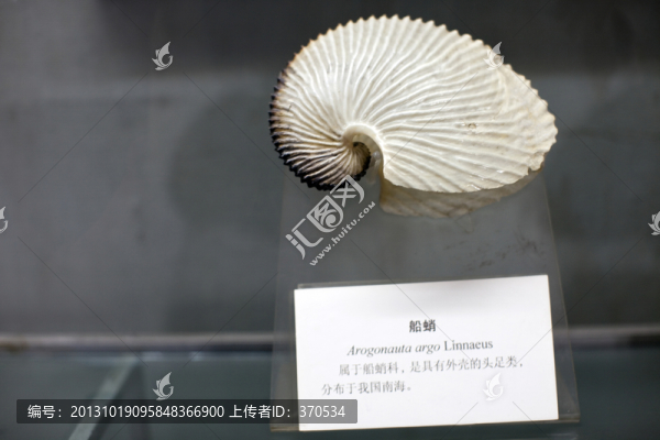 上海自然博物館,海洋生物,化石