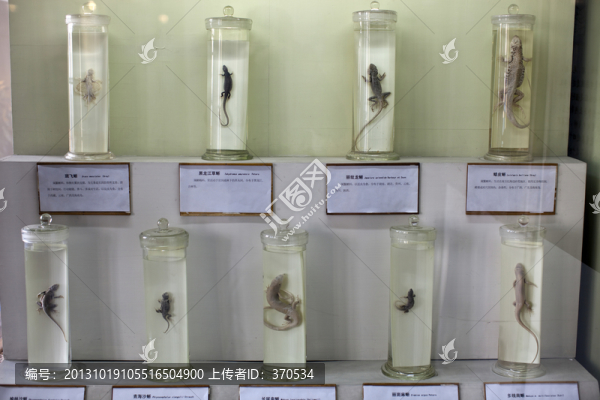 上海自然博物館,冷血?jiǎng)游? title=