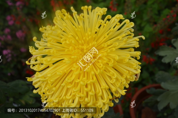 菊花