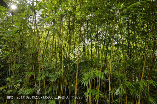 竹林