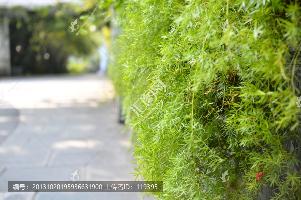 綠葉