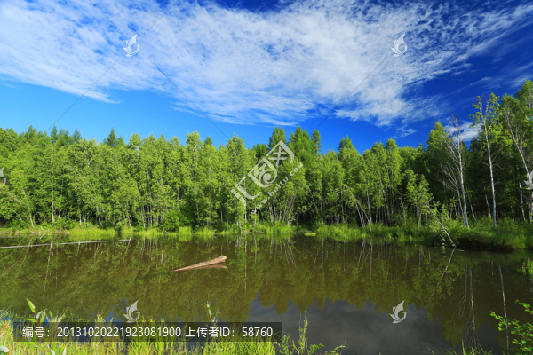 森林之夏