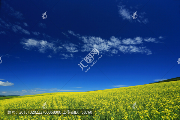 田野油菜花