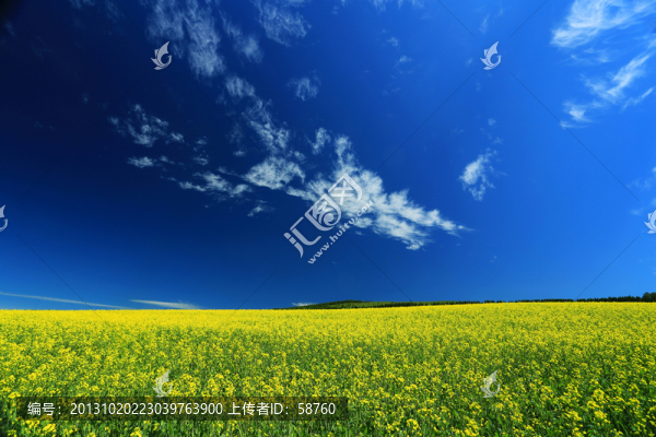 田野油菜花