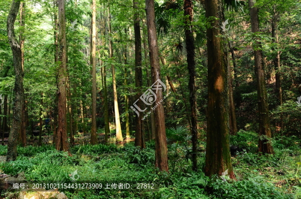 樹林（非高清）