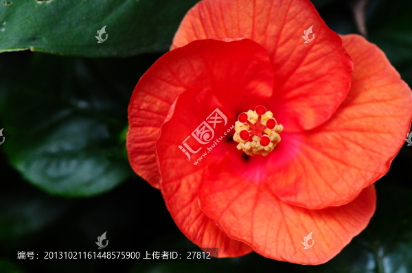 紅