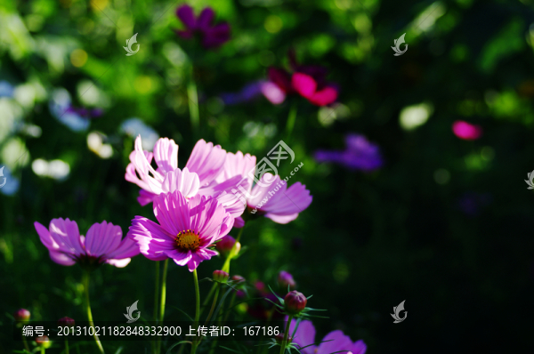 波斯菊