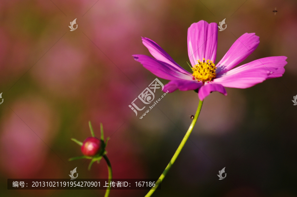 波斯菊