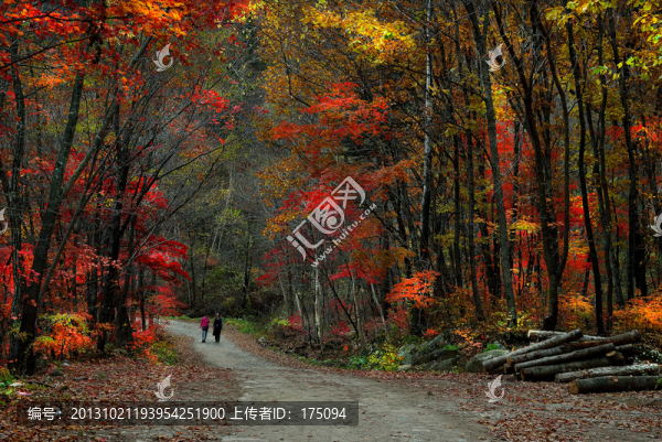 楓葉紅了