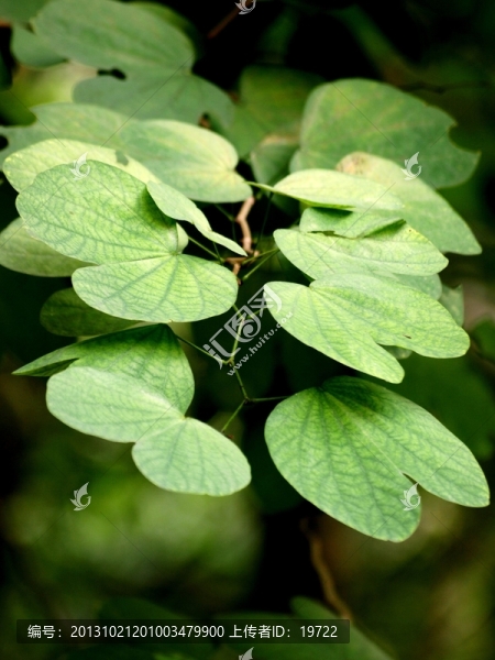 紅花紫荊樹(shù)