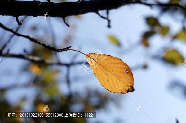 秋葉