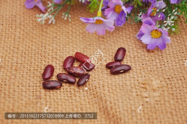 美國紅豆,大紅江豆