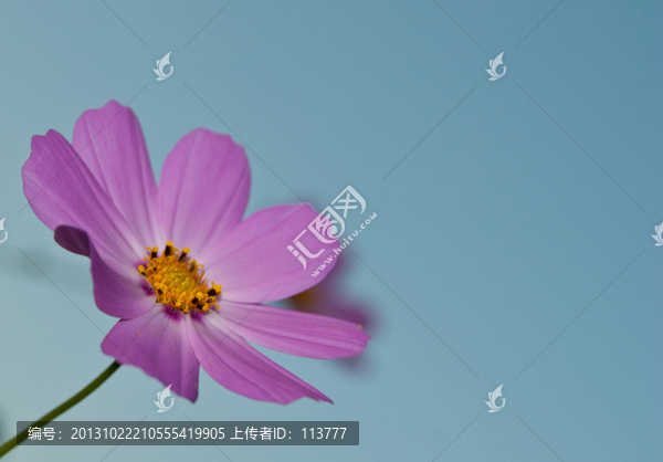 波斯菊