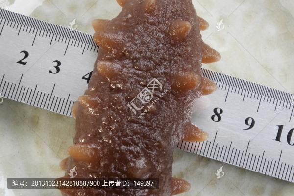 即食海參寬度