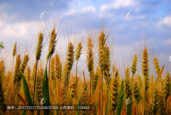 麥穗特寫