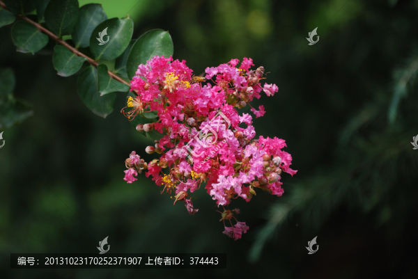 百日紅花
